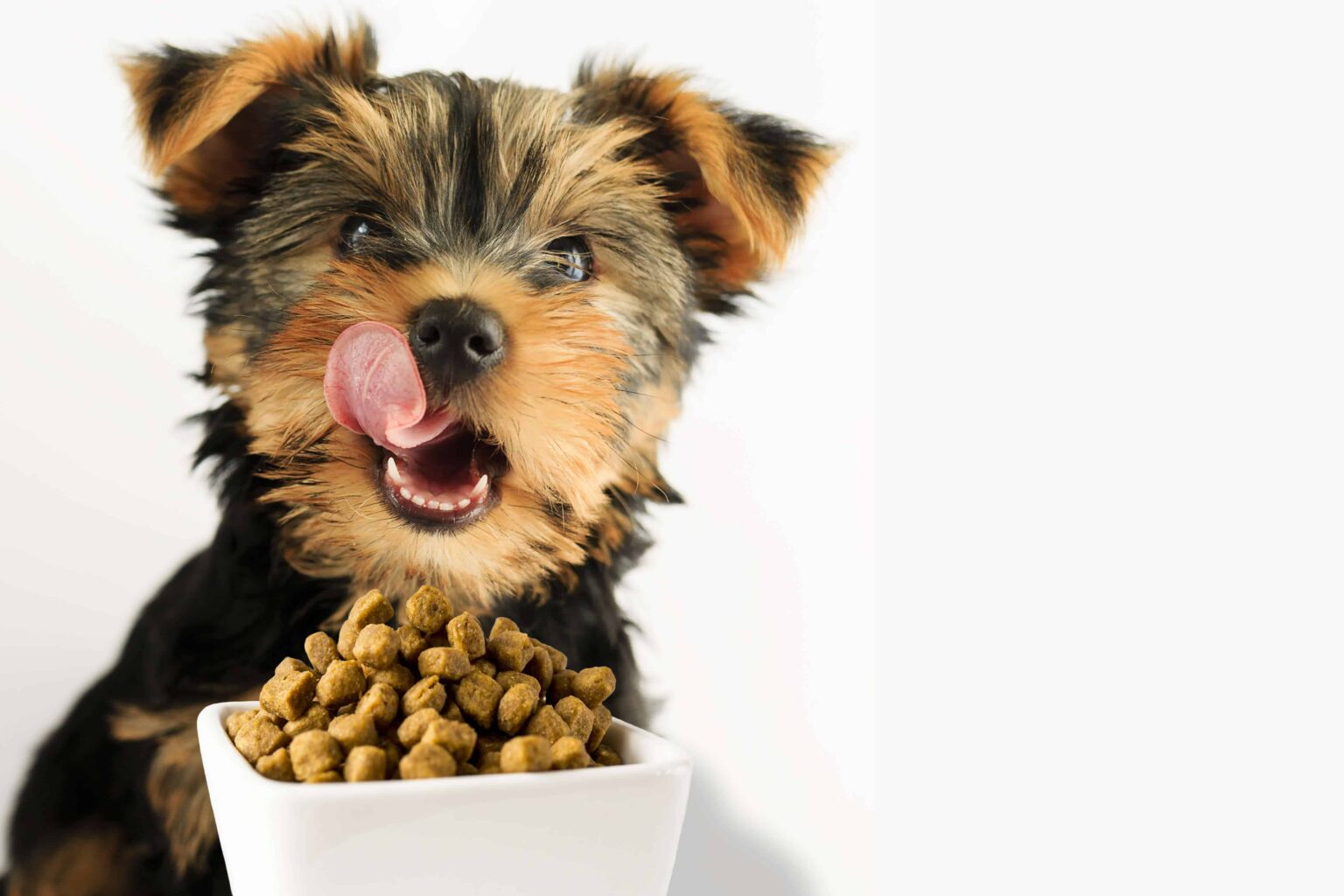 Ingrediente esențiale. Hrana pentru câini sănătoși