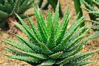 Aloe vera – planta medicinală cu efecte tămăduitoare. Cultiv-o în grădina ta!