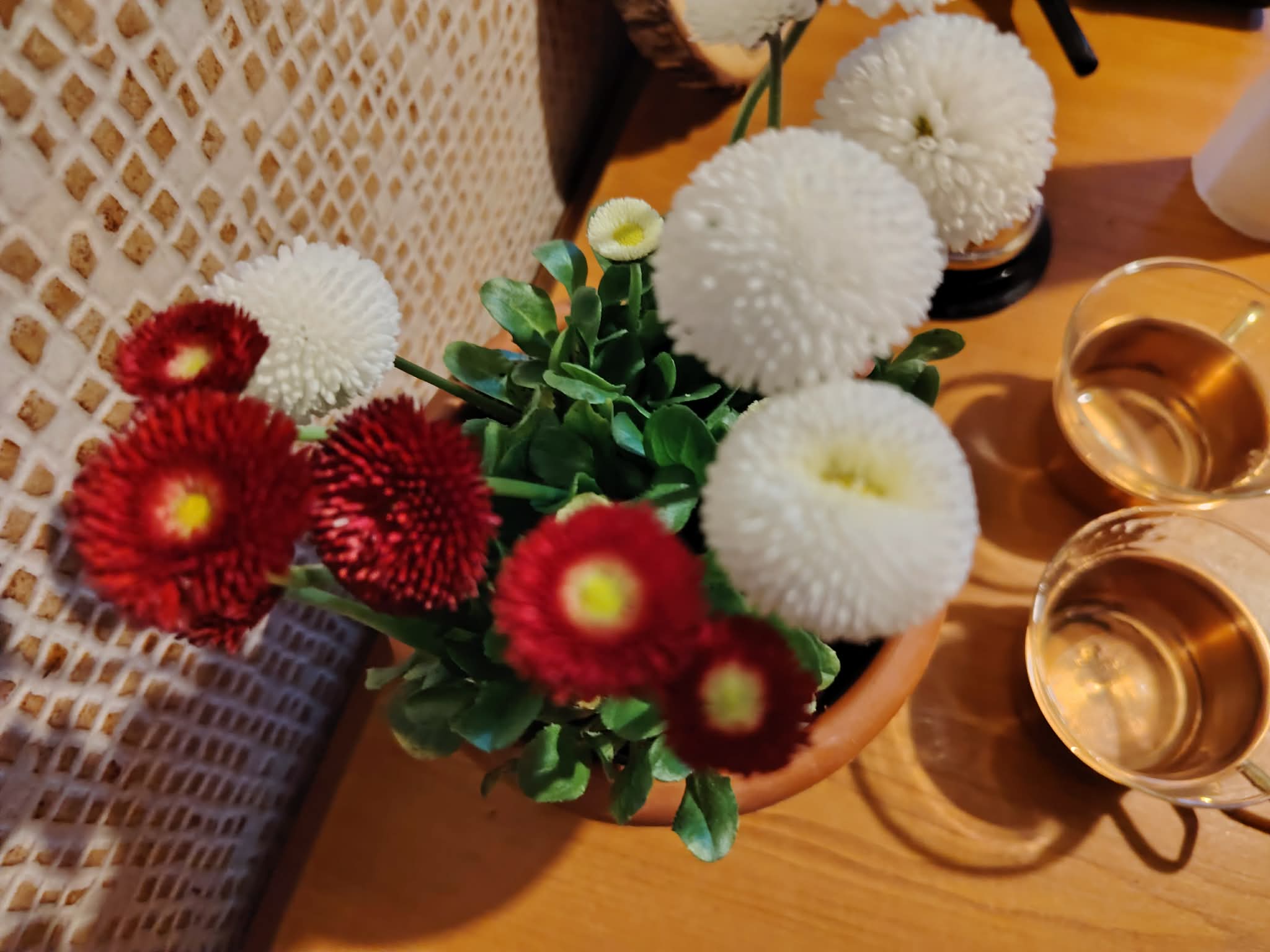 Bellis perennis (Bănuței) sunt plante mici, cu inflorescențe colorate abundente